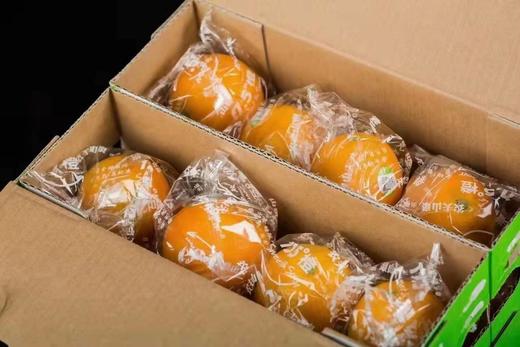 17.5°甜橙 商品图4