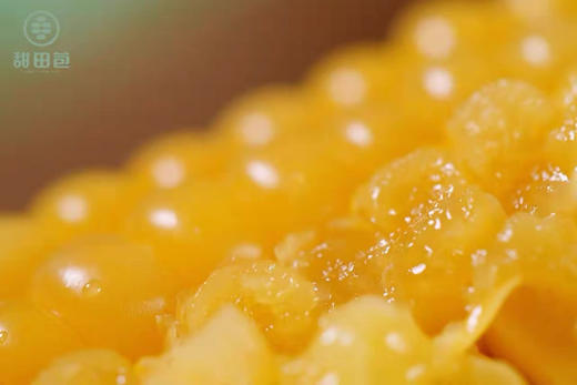 新品甜田苞21年新玉米黄糯粘苞米非转基因0添 1支装   10支礼盒装 商品图2