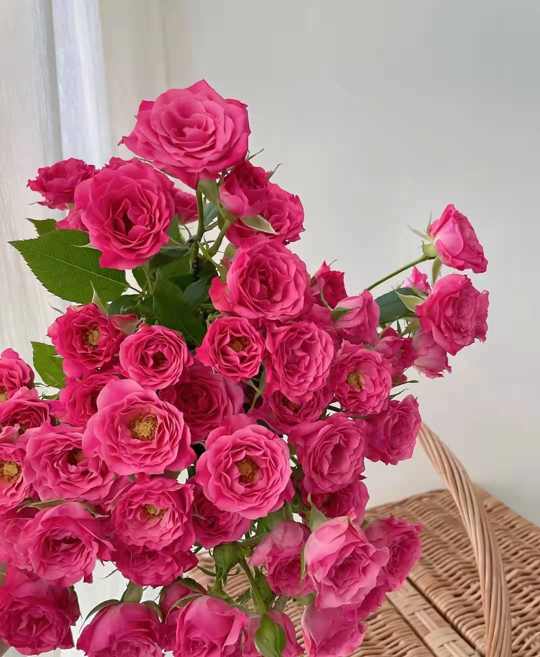 【昆明发货】方德多头玫瑰-桃花笺10枝(60-65荷冠玫瑰,德邦空运包邮)