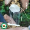 【10/23开始发货｜农场直邮】有机董山药丨5斤（雅安） 商品缩略图2