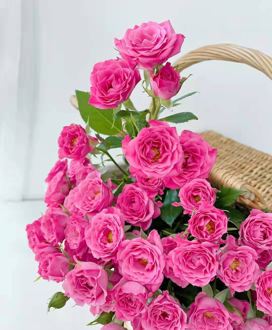 【昆明发货】方德多头玫瑰-桃花笺10枝(60-65荷冠玫瑰,德邦空运包邮)