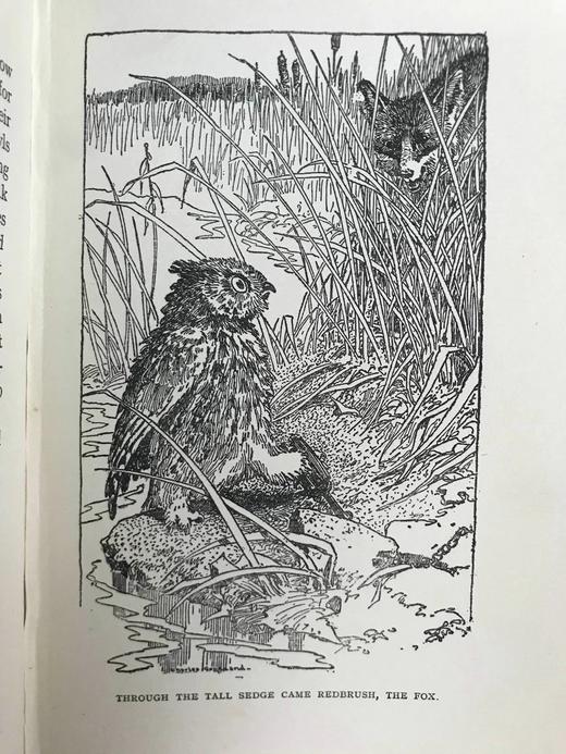 1922年 翅膀与爪垫 8幅插图 漆布精装32开 商品图9