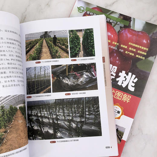 设施甜樱桃高产高效栽培技术图解 商品图5