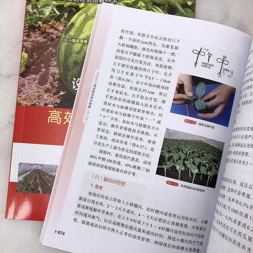 设施西瓜高效栽培技术图解 商品图6