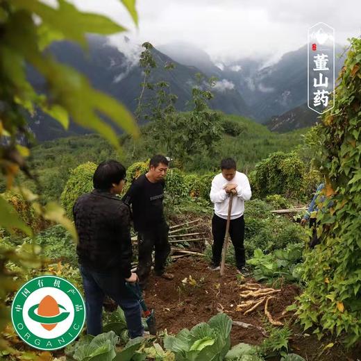 【10/23开始发货｜农场直邮】有机董山药丨5斤（雅安） 商品图5