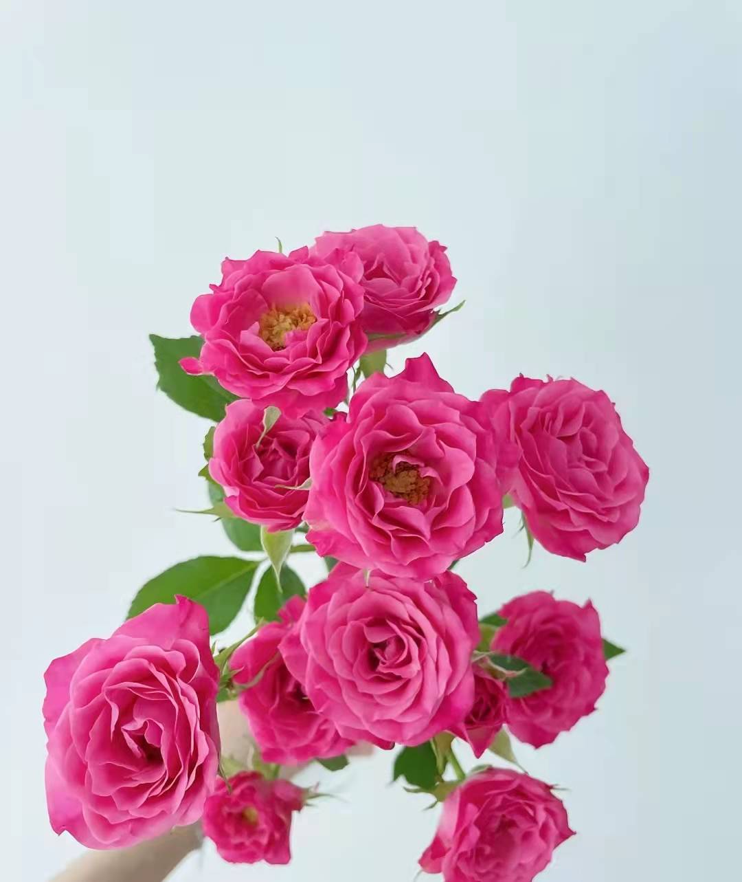 【昆明发货】方德多头玫瑰-桃花笺10枝(60-65荷冠玫瑰,德邦空运包邮)