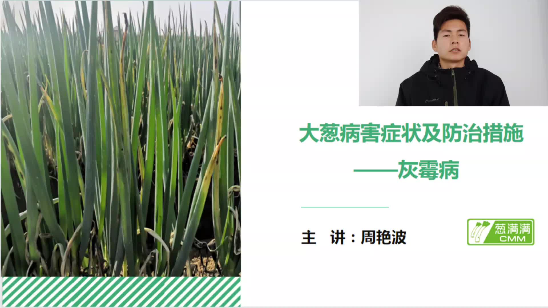 大葱病害防治——灰霉病