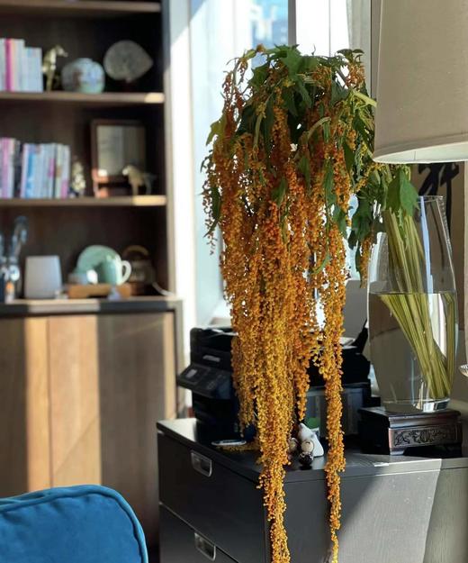 【不屈不挠】柔丽丝（情人泪） 5支/扎  多色可选 商品图9