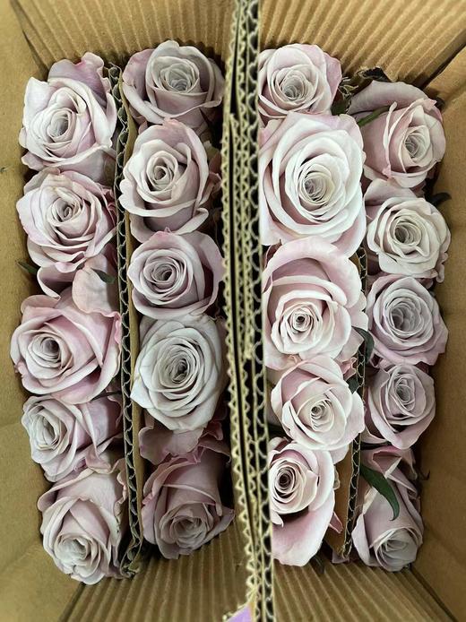 【昆明玫瑰】曼塔，20支/扎  A级 商品图8