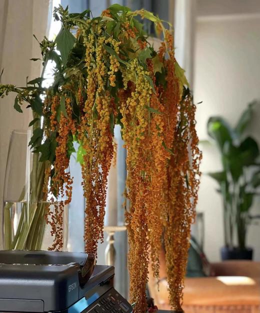 【不屈不挠】柔丽丝（情人泪） 5支/扎  多色可选 商品图10