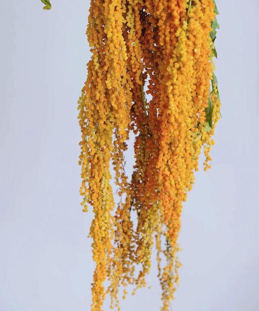 【不屈不挠】柔丽丝（情人泪） 5支/扎  多色可选 商品图8