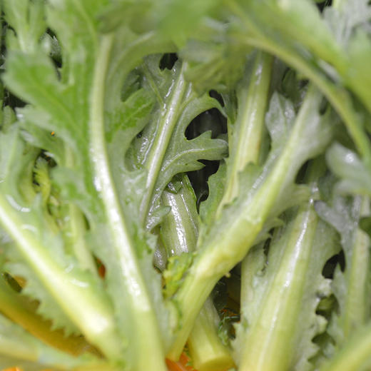 东升农场 有机春菊苗 菊花菜 蓬蒿 广州供港蔬菜新鲜250g 商品图2