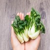 东升农场 有机鹤斗白苗 矮脚白菜 每天新鲜供港蔬菜250g 商品缩略图2