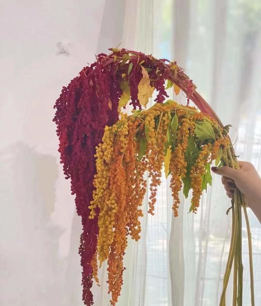 【不屈不挠】柔丽丝（情人泪） 5支/扎  多色可选 商品图1