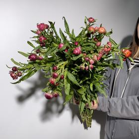 配花 ｜ 麦秆菊混色