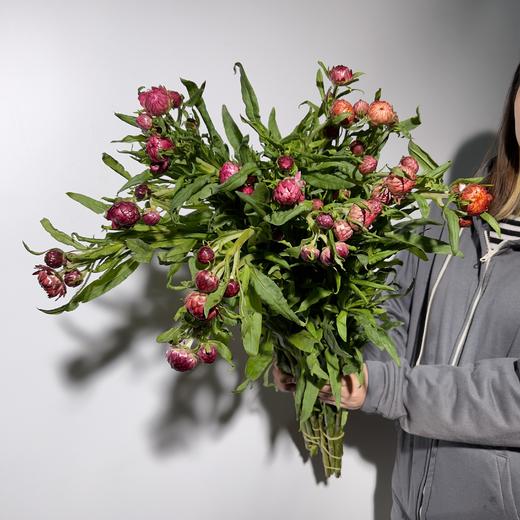 配花 ｜ 麦秆菊混色 商品图0