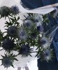 【荷兰进口】 大刺芹--磁铁  5枝/扎（大圆头） 商品缩略图1