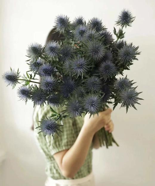 【荷兰进口】 大刺芹--磁铁  5枝/扎（大圆头） 商品图0