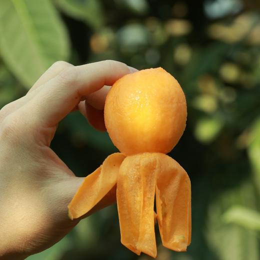 云南蒙自长虹枇杷 精品果3斤装 商品图4