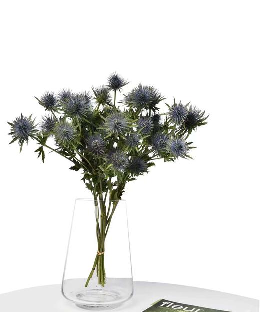 【荷兰进口】 大刺芹--磁铁  5枝/扎（大圆头） 商品图4