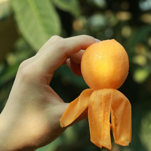 云南蒙自长虹枇杷 精品果3斤装 商品图3