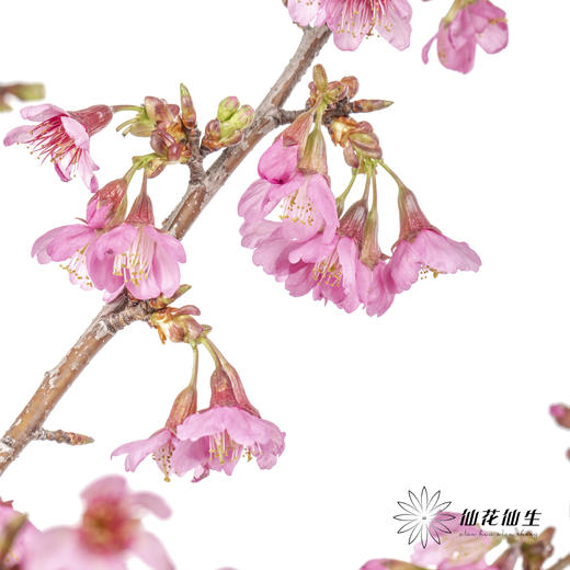 配花 | 樱花粉色 商品图1