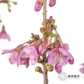 配花 | 樱花粉色