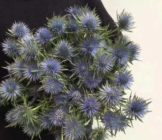 【荷兰进口】 大刺芹--磁铁  5枝/扎（大圆头） 商品图3