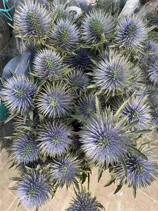 【荷兰进口】 大刺芹--磁铁  5枝/扎（大圆头） 商品图5