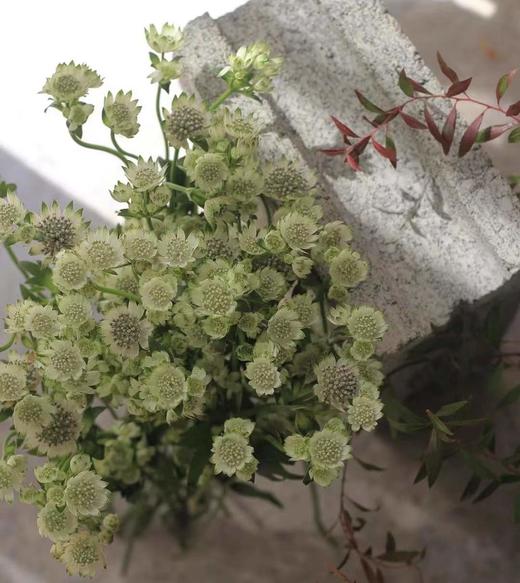 【荷兰进口】星芹-白色 5枝/扎 商品图3