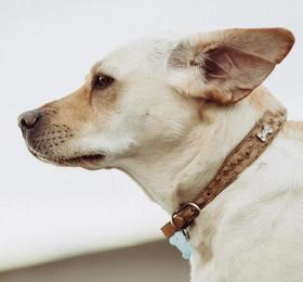  宠物挠耳朵、摇脑袋的卖萌？别再被骗啦！ 