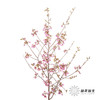 配花 | 樱花粉色 商品缩略图4