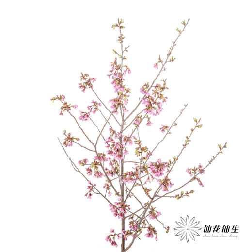配花 | 樱花粉色 商品图4