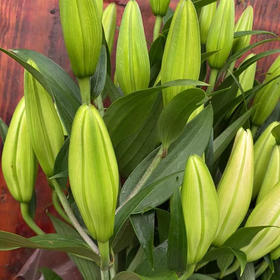 百合 索邦 多头A