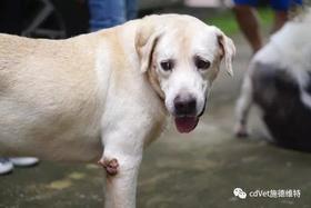  狗狗腿关节怎么会起茧？ 