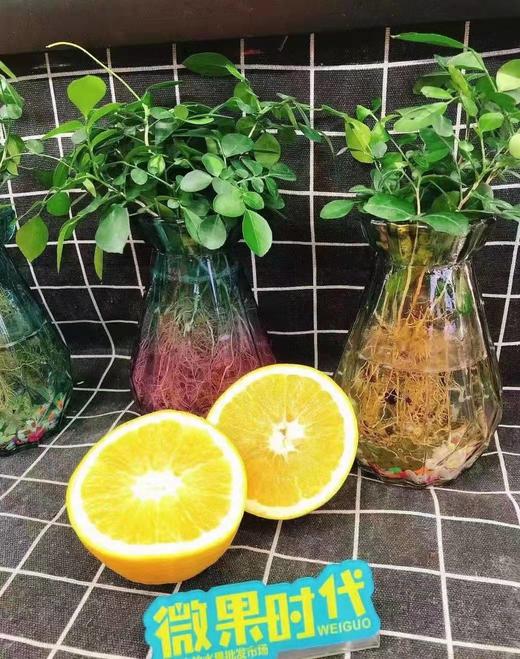 木瓜蜜丁一箱（拼团） 商品图3