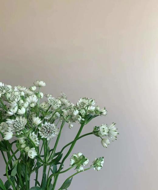 【荷兰进口】星芹-白色 5枝/扎 商品图1