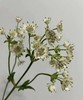 【荷兰进口】星芹-白色 5枝/扎 商品缩略图2