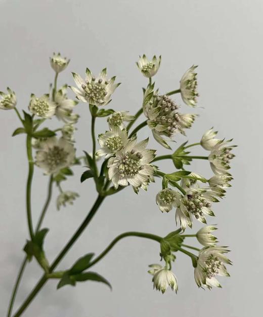 【荷兰进口】星芹-白色 5枝/扎 商品图2