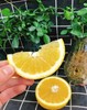 木瓜蜜丁一箱（拼团） 商品缩略图2