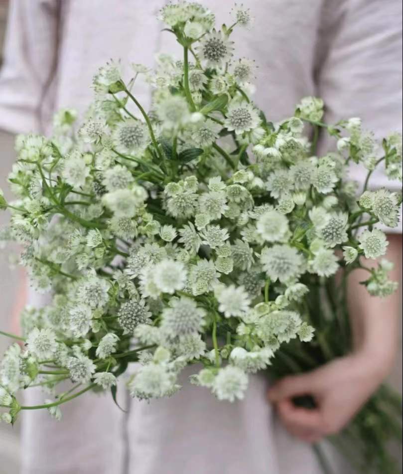 【荷兰进口】星芹-白色 5枝/扎