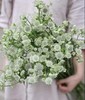 【荷兰进口】星芹-白色 5枝/扎 商品缩略图0