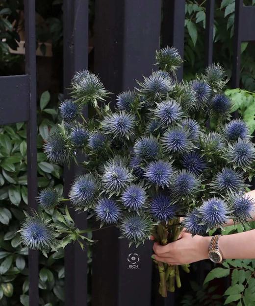 【荷兰进口】 大刺芹--磁铁  5枝/扎（大圆头） 商品图2