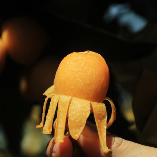 云南蒙自长虹枇杷 精品果3斤装 商品图0