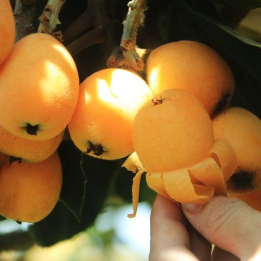 云南蒙自长虹枇杷 精品果3斤装 商品图5