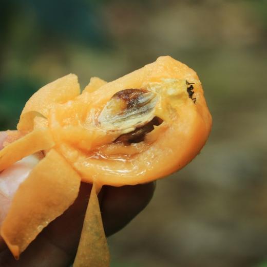 云南蒙自长虹枇杷 精品果3斤装 商品图2