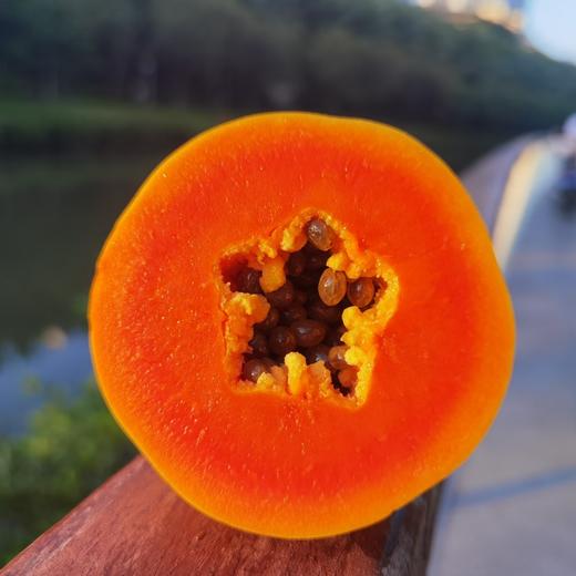 树熟海南红心牛奶木瓜 5斤礼盒装 商品图8