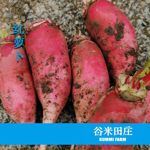 红萝卜 商品图1