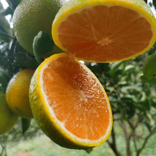 生态武夷山桔柚  | 公平贸易 | 基地直发*Ecological Wuyishan Orange Pomelo 商品图3