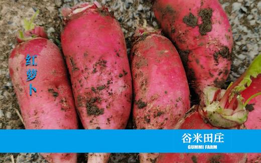 红萝卜 商品图2